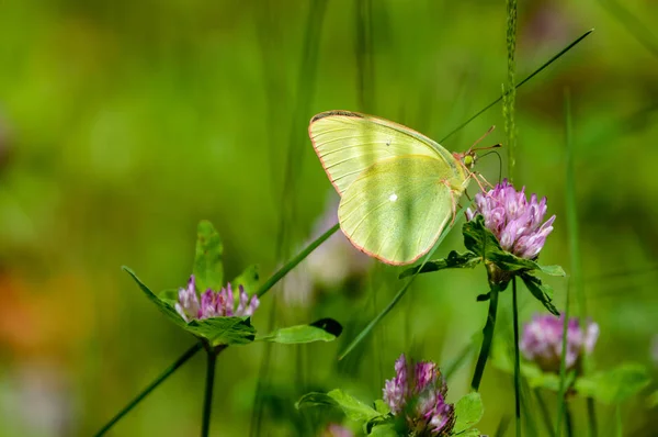 Mariposa y libélula en el bosque de verano —  Fotos de Stock