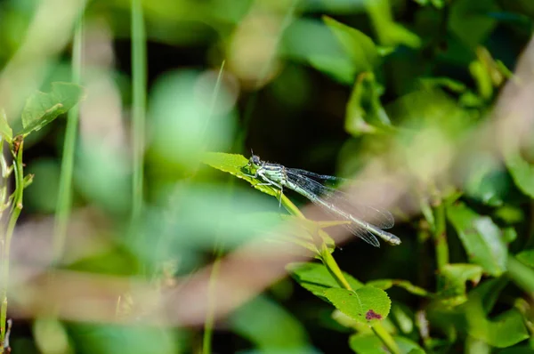 Papillon et libellule dans la forêt d'été — Photo