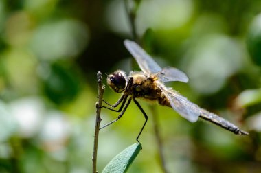 kelebek ve yusufçuk yaz ormandaki