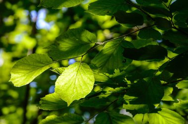 Yaz aylarında Orman Doğa ayrıntıları