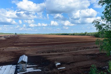 Yaz aylarında Orman Doğa ayrıntıları