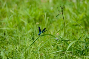 kelebek ve yusufçuk yaz ormandaki