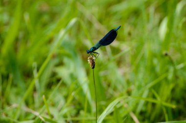 kelebek ve yusufçuk yaz ormandaki