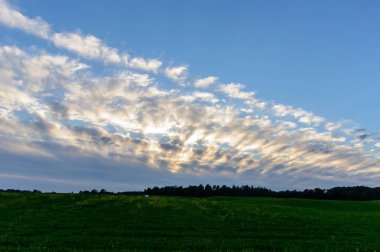 kırsal kesimde boş renkli çayır çiçeklerle ön plan