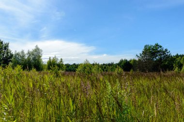 kırsal kesimde boş renkli çayır çiçeklerle ön plan