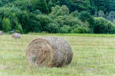 kırsal kesimde boş renkli çayır çiçeklerle ön plan