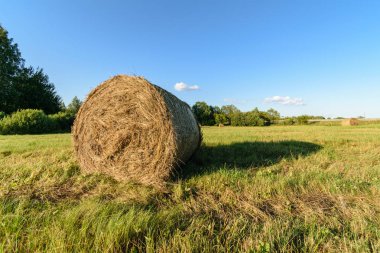 kırsal kesimde boş renkli çayır çiçeklerle ön plan