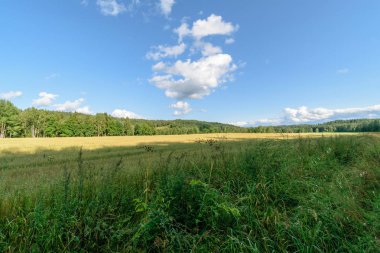 kırsal kesimde boş renkli çayır çiçeklerle ön plan