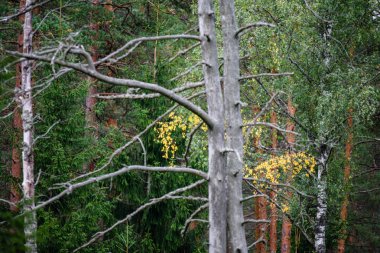 Ladin ağacı orman manzaralı