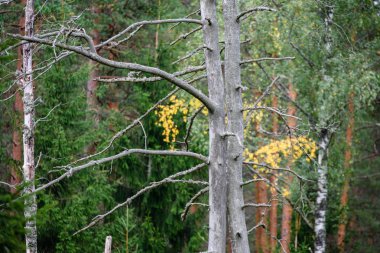 Ladin ağacı orman manzaralı