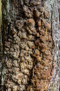 Yaz aylarında Orman Doğa ayrıntıları