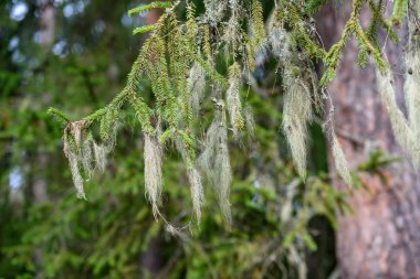 Ladin ağacı orman manzaralı