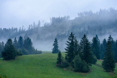 puslu sabah Slovakça tatra alanında ıslak dağ görünümünde. autu