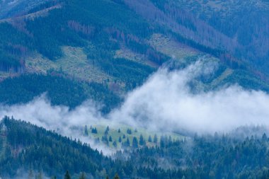 Slovakça tatra alanında ıslak dağ görünümünde puslu sabah