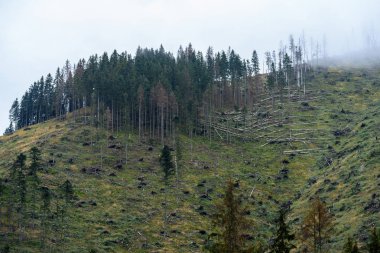 Slovakça tatra alanında ıslak dağ görünümünde puslu sabah