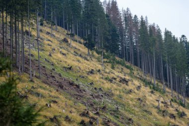 puslu sabah Slovakça tatra alanında ıslak dağ görünümünde. autu