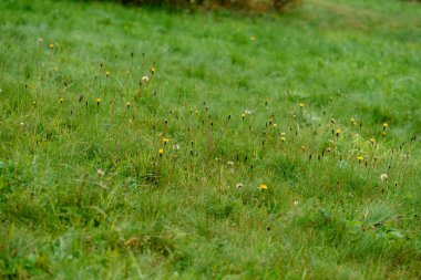 Slovakça tatra alanında ıslak dağ görünümünde puslu sabah