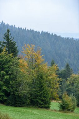 puslu sabah Slovakça tatra alanında ıslak dağ görünümünde. autu
