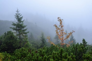 Slovakça tatra alanında ıslak dağ görünümünde puslu sabah