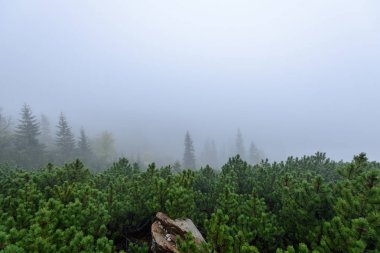 Slovakça tatra alanında ıslak dağ görünümünde puslu sabah