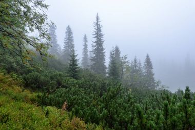 Slovakça tatra alanında ıslak dağ görünümünde puslu sabah