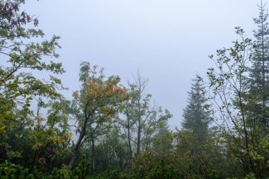 Slovakça tatra alanında ıslak dağ görünümünde puslu sabah