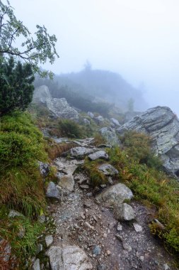 puslu sabah Slovakça tatra alanında ıslak dağ görünümünde. Tur