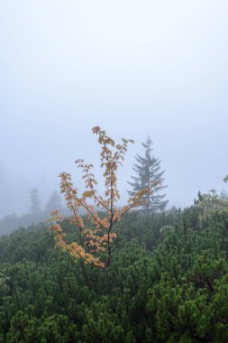 Slovakça tatra alanında ıslak dağ görünümünde puslu sabah