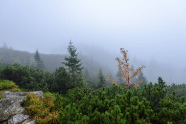 Slovakça tatra alanında ıslak dağ görünümünde puslu sabah