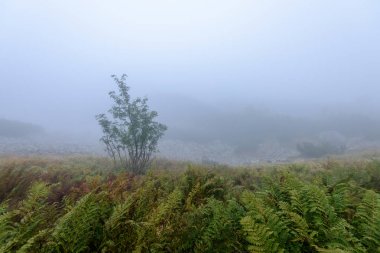 Slovakça tatra alanında ıslak dağ görünümünde puslu sabah