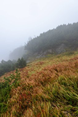 Slovakça tatra alanında ıslak dağ görünümünde puslu sabah