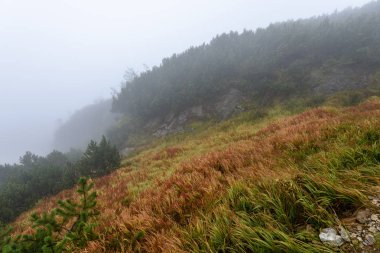 Slovakça tatra alanında ıslak dağ görünümünde puslu sabah