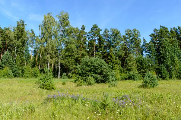 Vuoti prati colorati in campagna con fiori in primo piano — Foto Stock