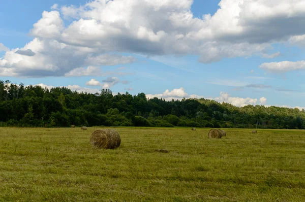 Prados coloridos vazios no campo com flores em primeiro plano — Fotografia de Stock