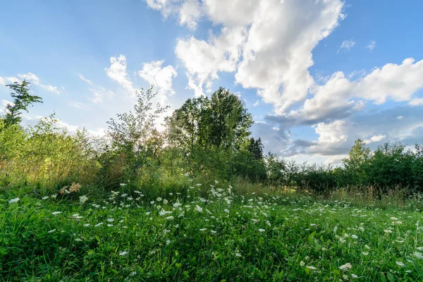 前景の花の田舎で空のカラフルな牧草地 — ストック写真