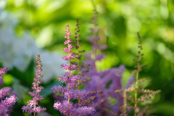 Flores en primer plano en verano — Foto de Stock