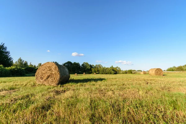 Prázdné barevné louky v krajině s květinami v popředí — Stock fotografie