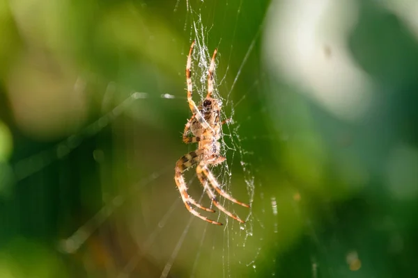 Přírodní detaily v lese v létě — Stock fotografie