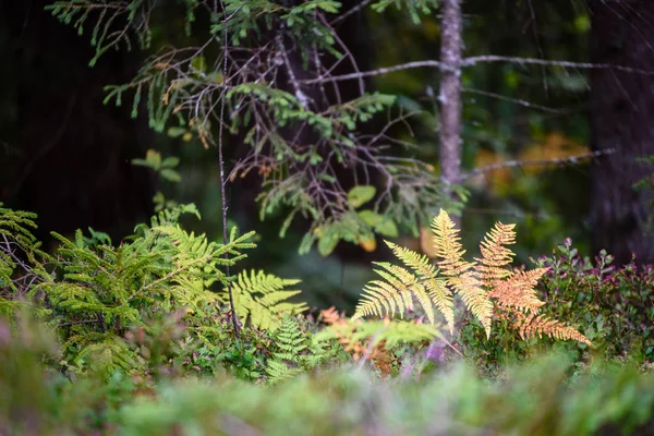 Dettagli della natura nella foresta in estate — Foto Stock