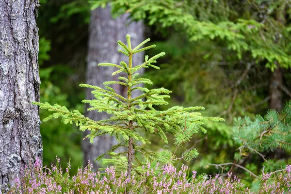 Abete rosso vista foresta — Foto Stock