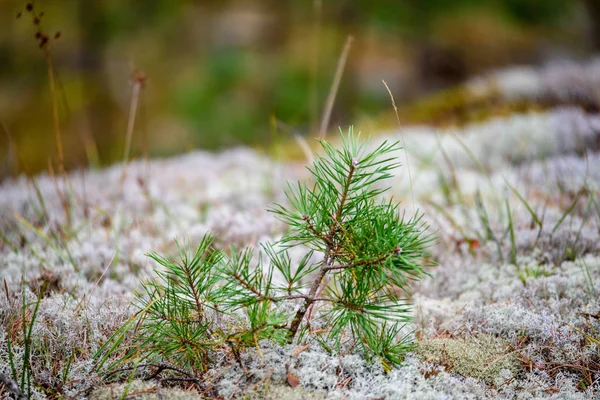 Dettagli della natura nella foresta in estate — Foto Stock