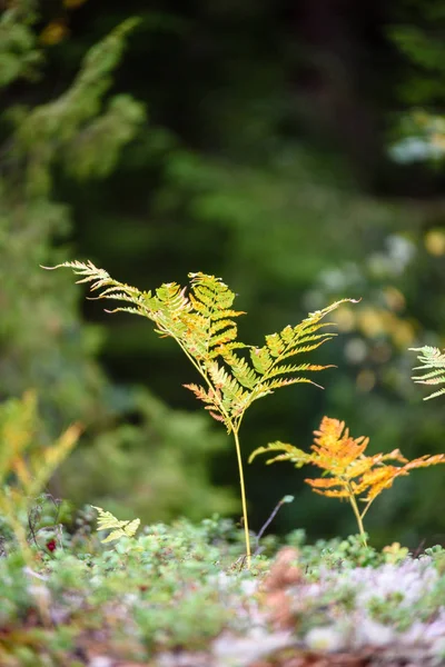 Yaz aylarında Orman Doğa ayrıntıları — Stok fotoğraf