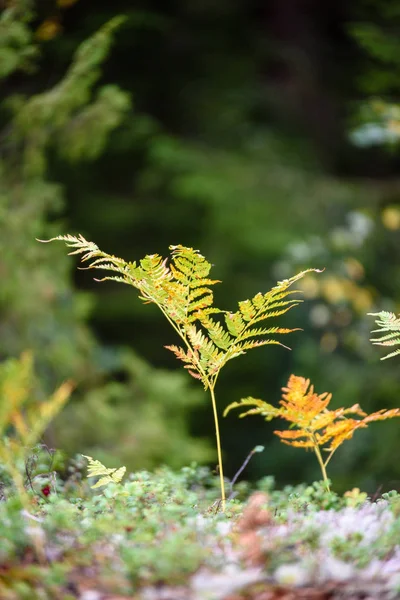 Natuur details in bos in de zomer — Stockfoto