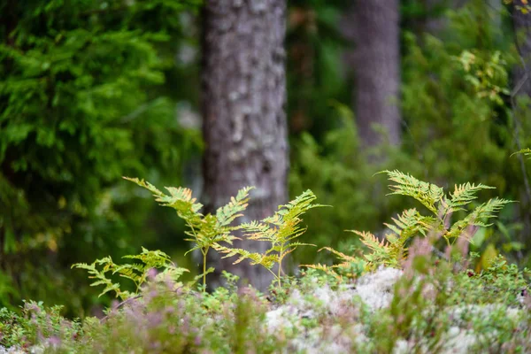 Fichte Wald Ansicht — Stockfoto