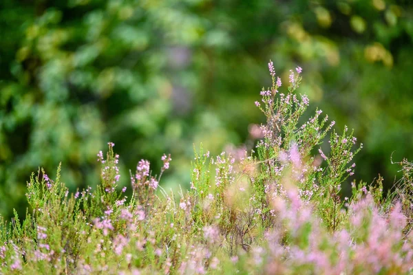 Detalles de la naturaleza en el bosque en verano — Foto de Stock