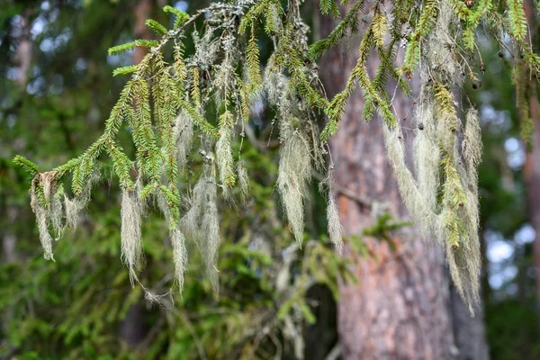 Abeto árvore floresta vista — Fotografia de Stock
