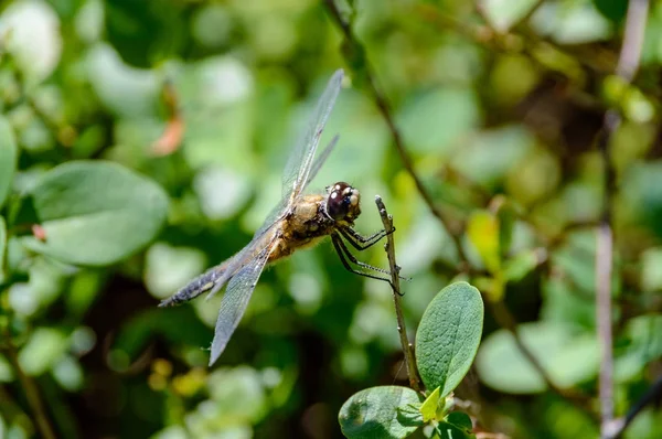 Butterfly and dragonfly in summer forest — Stock Photo, Image