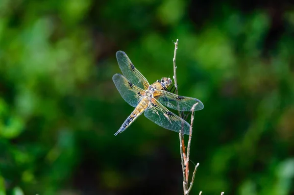 Butterfly and dragonfly in summer forest — Stock Photo, Image