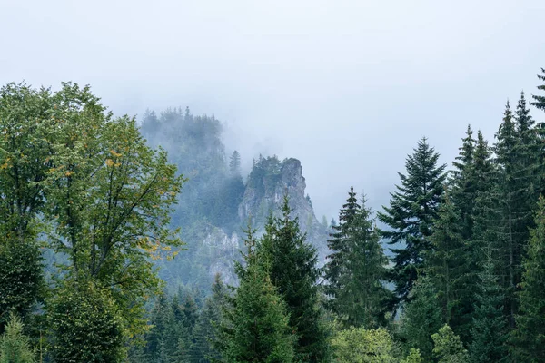 Vue matinale brumeuse dans une zone de montagne humide en tatra slovaque. autu — Photo