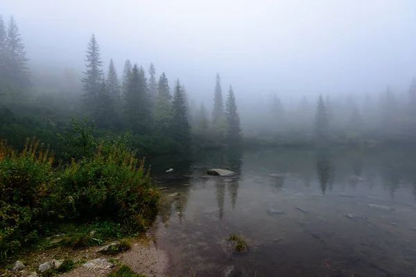 Puslu sabah Slovakça tatra alanında ıslak dağ görünümünde. yarış — Stok fotoğraf